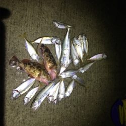 飾磨で尺超え出た!