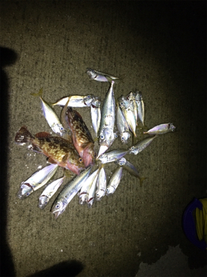 飾磨で尺超え出た!