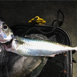 ジギング40g→7g