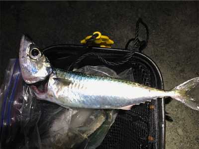 ジギング40g→7g