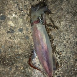 海が呼んでいる!