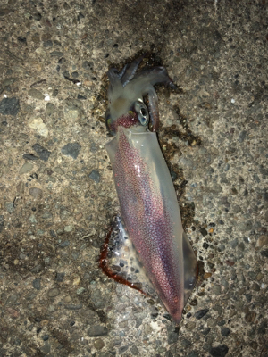 海が呼んでいる!