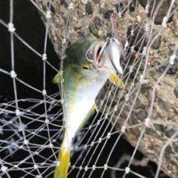 まだまだツバス