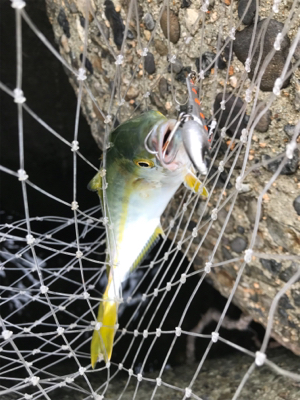 まだまだツバス