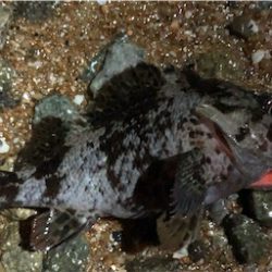 サーフは楽しい