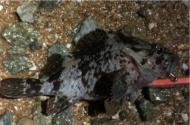 サーフは楽しい