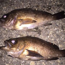 時期外れだけどメバリング