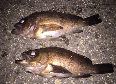 時期外れだけどメバリング