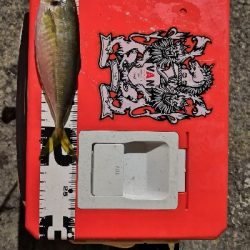 アジング練習中のおっさんです