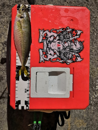 アジング練習中のおっさんです