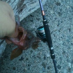 立て続けににキジハタ2匹、ヒラメが釣れました!