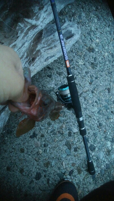 立て続けににキジハタ2匹、ヒラメが釣れました!