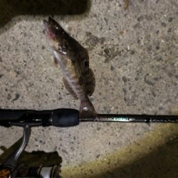 アジが釣りたいのにーーーー