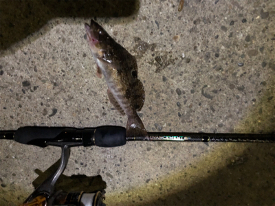 アジが釣りたいのにーーーー