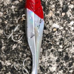 神戸湾奥でカレイ！？