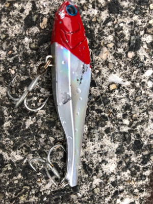 神戸湾奥でカレイ！？