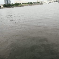 サビキにノマセ