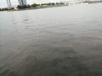 サビキにノマセ