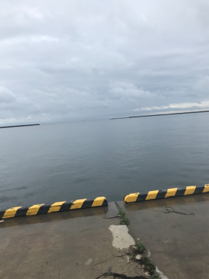 ダツをみつけて