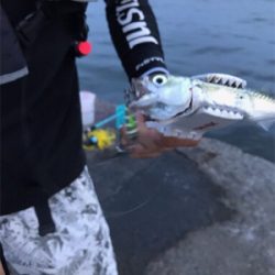 夜釣り楽し過ぎ!