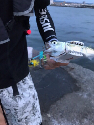 夜釣り楽し過ぎ！