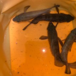 メバルが恋しくて!