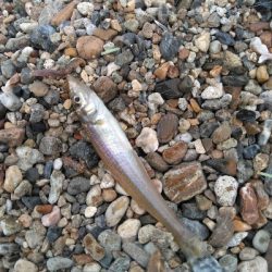 小さくても真鯛