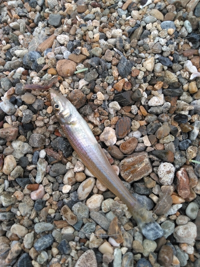 小さくても真鯛