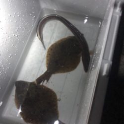 カレイ、ハモ、ソイ