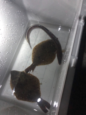 カレイ、ハモ、ソイ