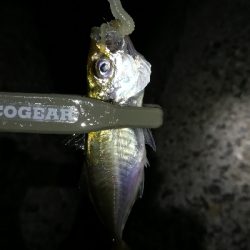 ナイトアジング