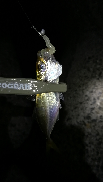 ナイトアジング