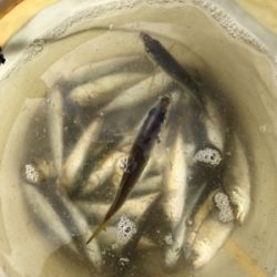 ジグサビキでツバス、豆アジ、マイワシ