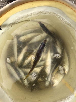 ジグサビキでツバス、豆アジ、マイワシ