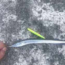 大和川河口付近にて75cm GET!