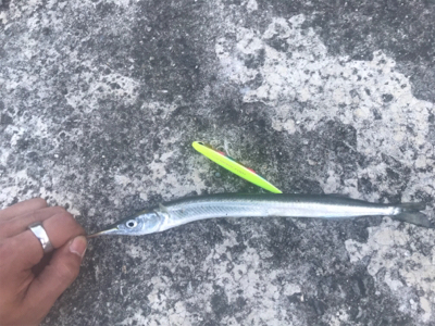 大和川河口付近にて75cm GET!