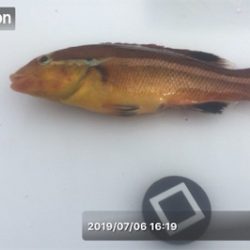 ベララッシュの締めくくりは中鯖