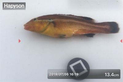 ベララッシュの締めくくりは中鯖