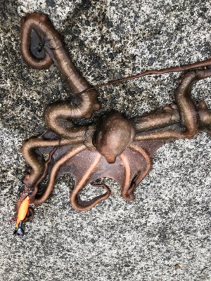 タコシーズン開幕