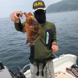 博多湾 タチウオ