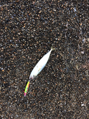 ジクでサビキでプチ青物