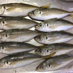 久しぶりの、ええアジ！