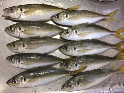 久しぶりの、ええアジ！