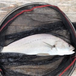 久しぶりに満足の釣り