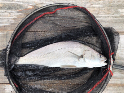 久しぶりに満足の釣り