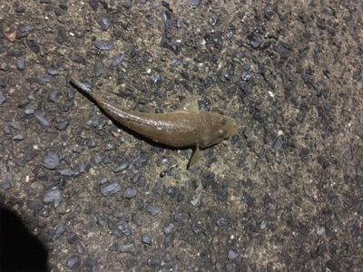 親父たちの釣行 またまた舞鶴編