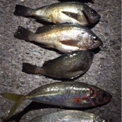 国道沿い海岸をメバリング