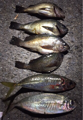 国道沿い海岸をメバリング