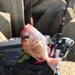 木材港キス釣り(^^)