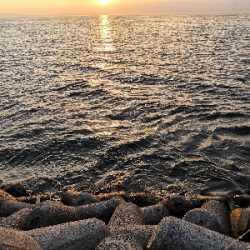 タコシーズン調査